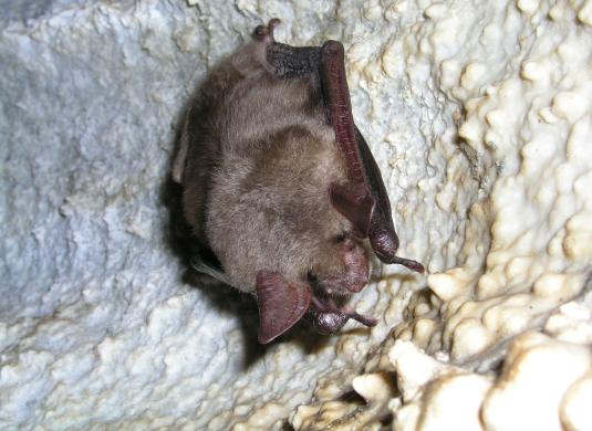 Myotis myotis