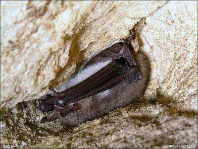 Netopýr řasnatý (Myotis nattereri)