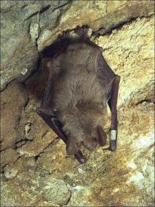 Netopýr velký (Myotis myotis)