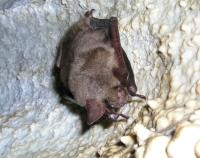 Myotis myotis